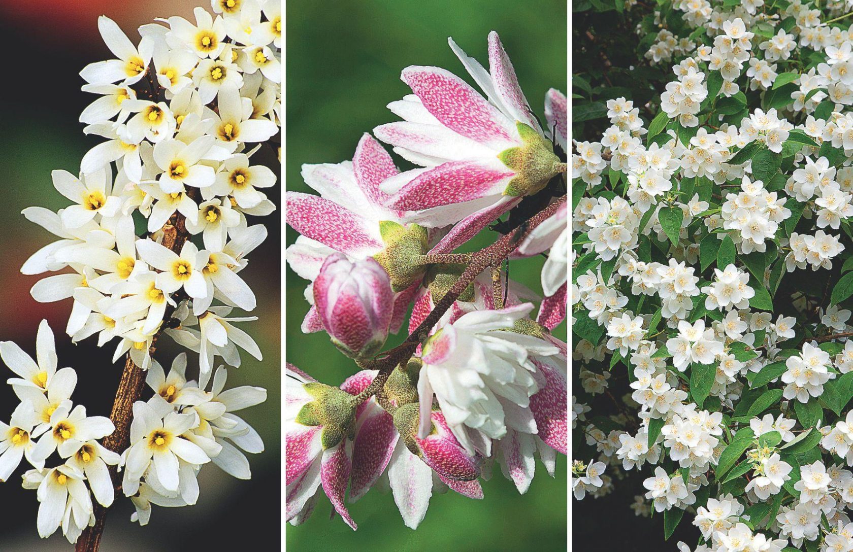 Abeliovník, Trojpuk drsný, Pustoryl