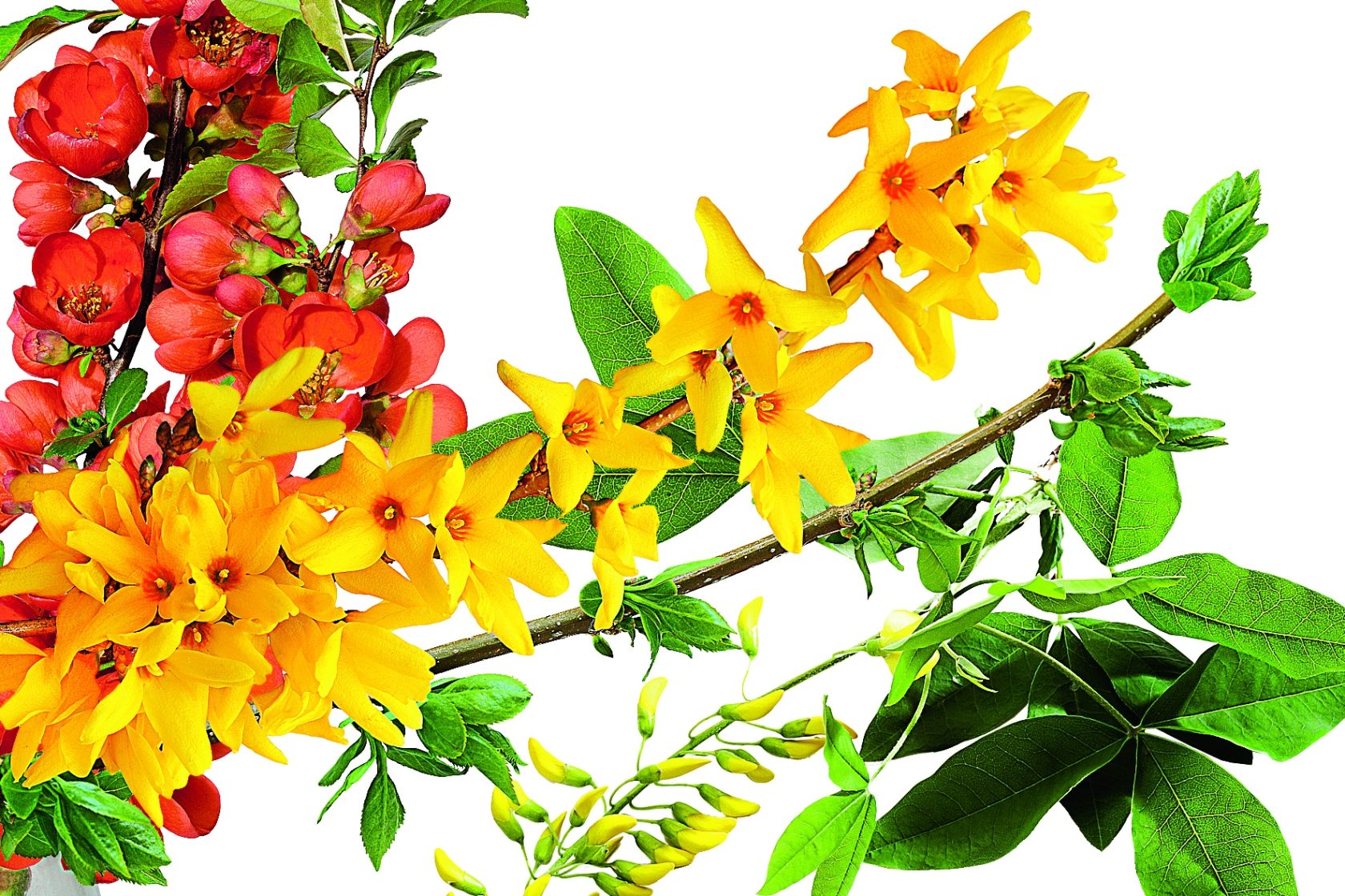 Keře, které na jaře bohatě kvetou, jsou po zbytek roku spíš nenápadné. Využijte je jako pozadí pro trvalky nebo růže